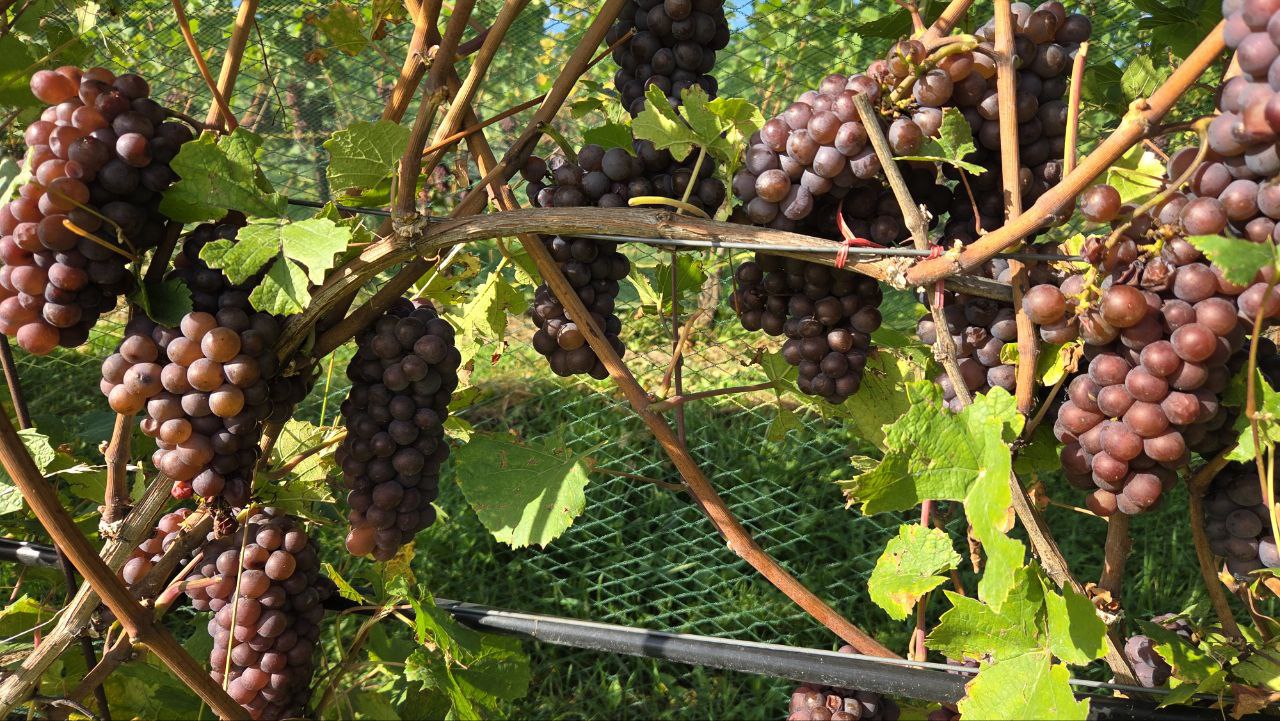 Grapes hanging from a vine.